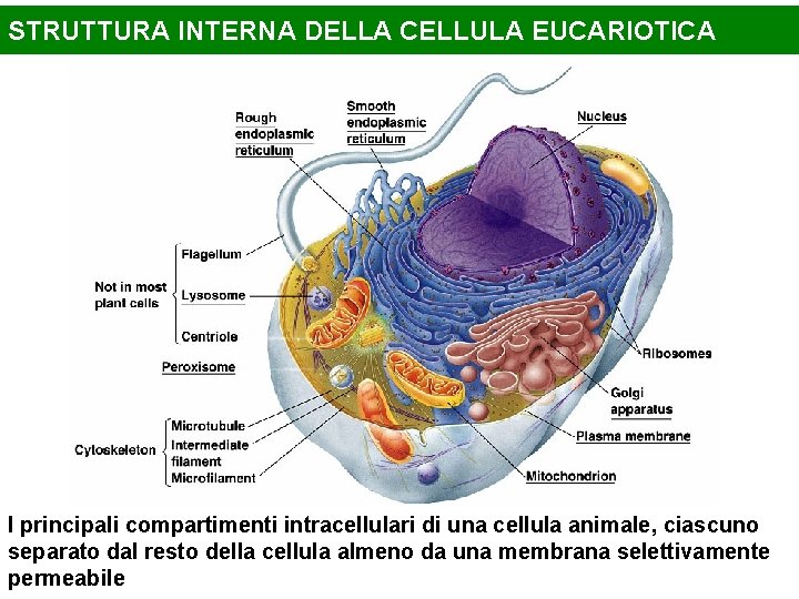 STRUTTURA INTERNA DELLA CELLULA EUCARIOTICA I principali compartimenti intracellulari di una cellula animale, ciascuno