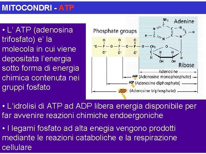 MITOCONDRI - ATP • L’ ATP (adenosina trifosfato) e’ la molecola in cui viene