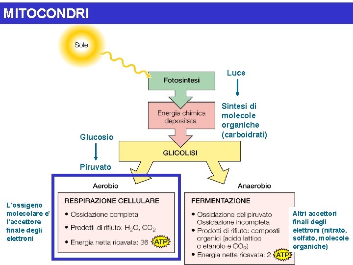 MITOCONDRI Luce Glucosio Sintesi di molecole organiche (carboidrati) Piruvato L’ossigeno molecolare e’ l’accettore finale