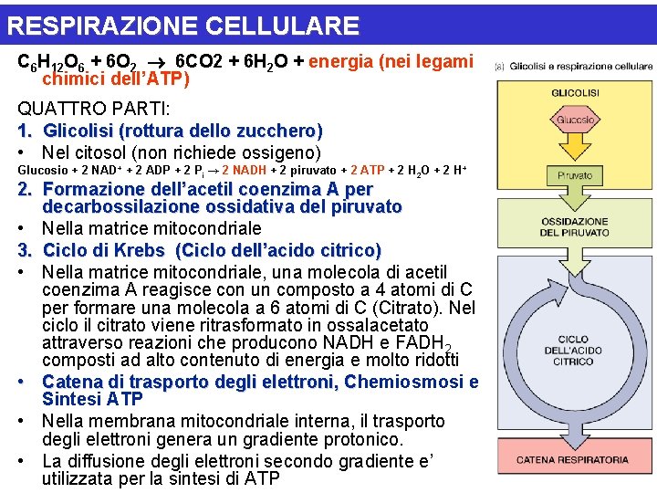 RESPIRAZIONE CELLULARE C 6 H 12 O 6 + 6 O 2 6 CO