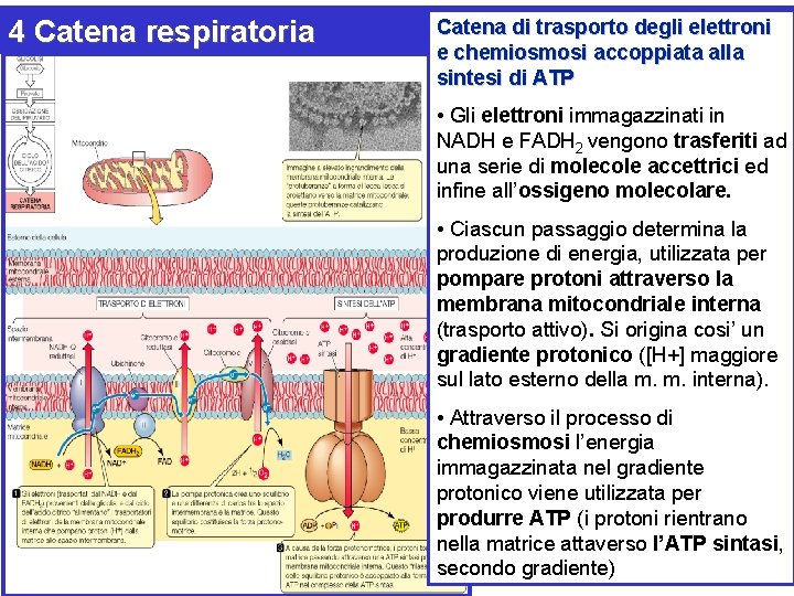 4 Catena respiratoria Catena di trasporto degli elettroni e chemiosmosi accoppiata alla sintesi di