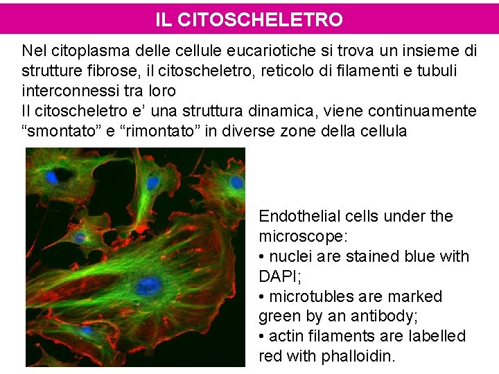 IL CITOSCHELETRO Nel citoplasma delle cellule eucariotiche si trova un insieme di strutture fibrose,