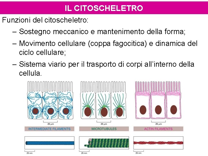 IL CITOSCHELETRO Funzioni del citoscheletro: – Sostegno meccanico e mantenimento della forma; – Movimento