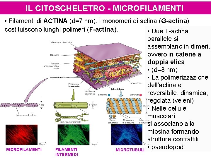 IL CITOSCHELETRO - MICROFILAMENTI • Filamenti di ACTINA (d=7 nm). I monomeri di actina