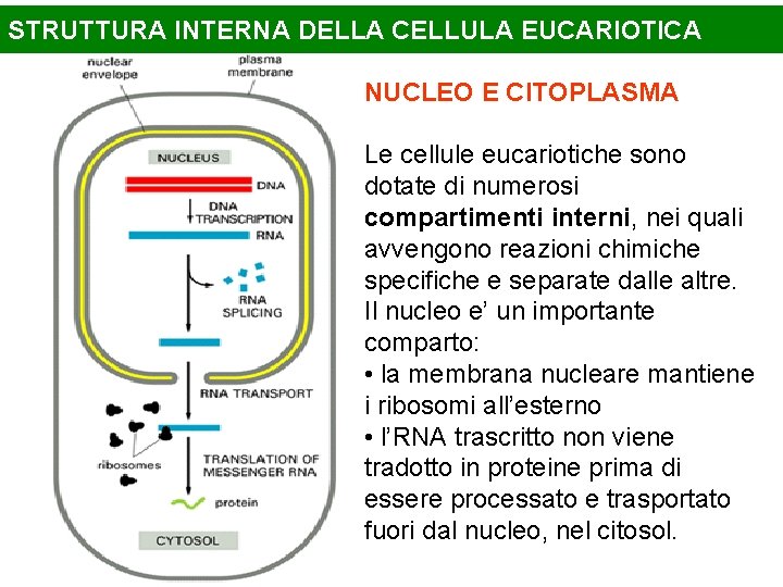 STRUTTURA INTERNA DELLA CELLULA EUCARIOTICA NUCLEO E CITOPLASMA Le cellule eucariotiche sono dotate di