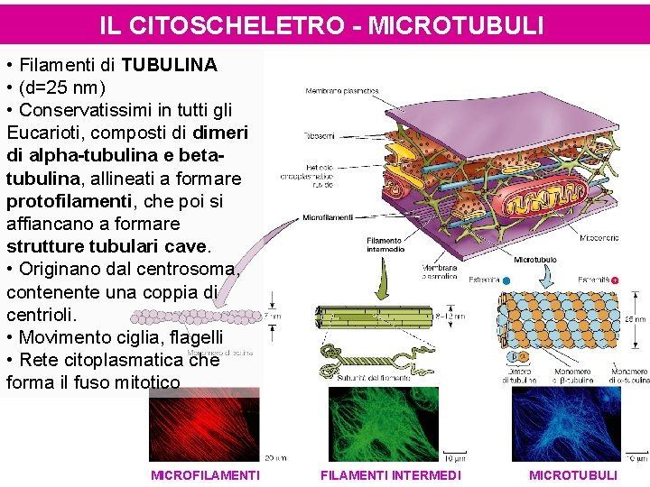 IL CITOSCHELETRO - MICROTUBULI • Filamenti di TUBULINA • (d=25 nm) • Conservatissimi in