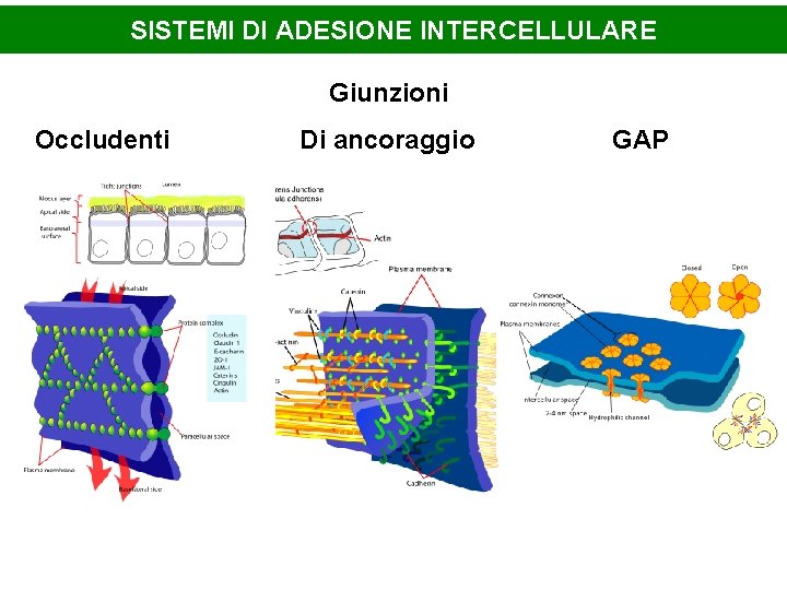 SISTEMI DI ADESIONE INTERCELLULARE Giunzioni Occludenti Di ancoraggio GAP 