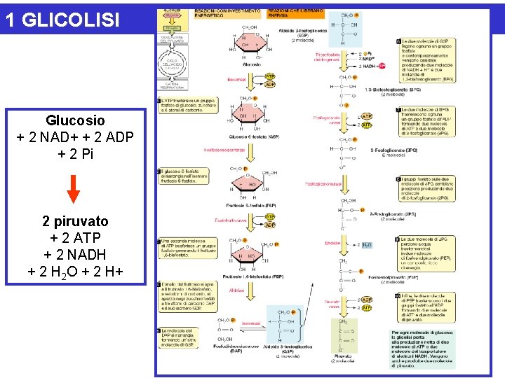 1 GLICOLISI Glucosio + 2 NAD+ + 2 ADP + 2 Pi 2 piruvato