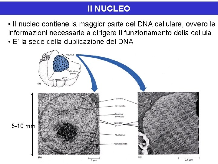 Il NUCLEO • Il nucleo contiene la maggior parte del DNA cellulare, ovvero le