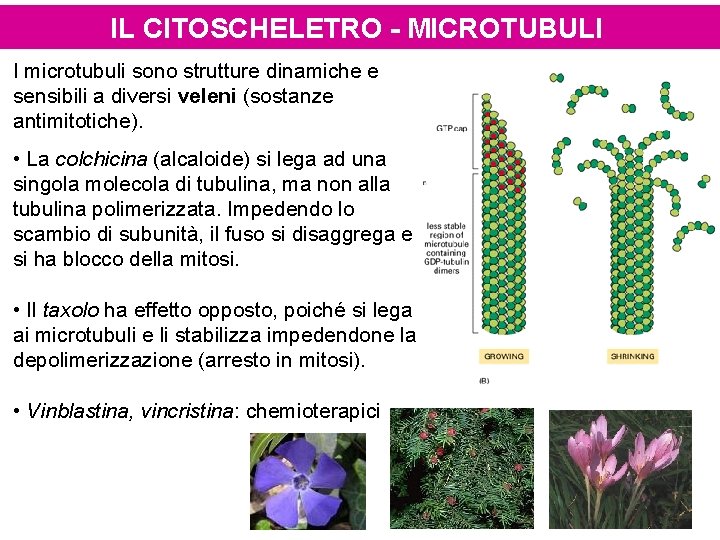 IL CITOSCHELETRO - MICROTUBULI I microtubuli sono strutture dinamiche e sensibili a diversi veleni