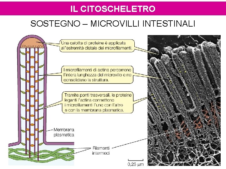 IL CITOSCHELETRO SOSTEGNO – MICROVILLI INTESTINALI 