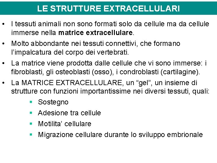 LE STRUTTURE EXTRACELLULARI • I tessuti animali non sono formati solo da cellule ma