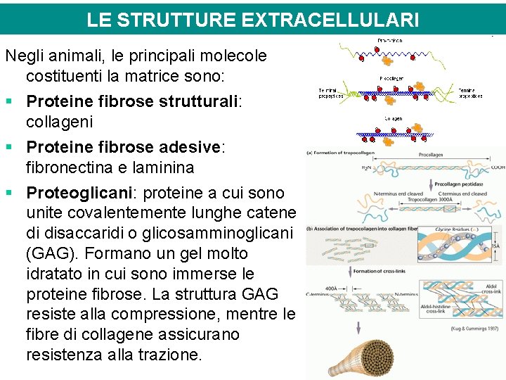 LE STRUTTURE EXTRACELLULARI Negli animali, le principali molecole costituenti la matrice sono: § Proteine