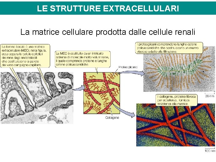 LE STRUTTURE EXTRACELLULARI La matrice cellulare prodotta dalle cellule renali 