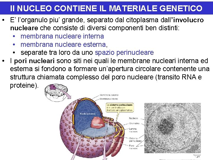 Il NUCLEO CONTIENE IL MATERIALE GENETICO • E’ l’organulo piu’ grande, separato dal citoplasma