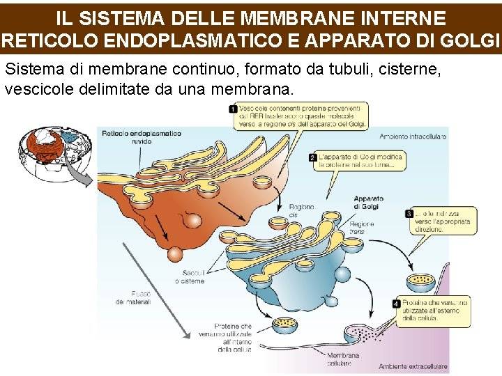 IL SISTEMA DELLE MEMBRANE INTERNE RETICOLO ENDOPLASMATICO E APPARATO DI GOLGI Sistema di membrane