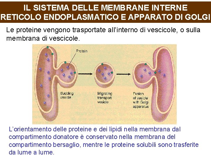 IL SISTEMA DELLE MEMBRANE INTERNE RETICOLO ENDOPLASMATICO E APPARATO DI GOLGI Le proteine vengono