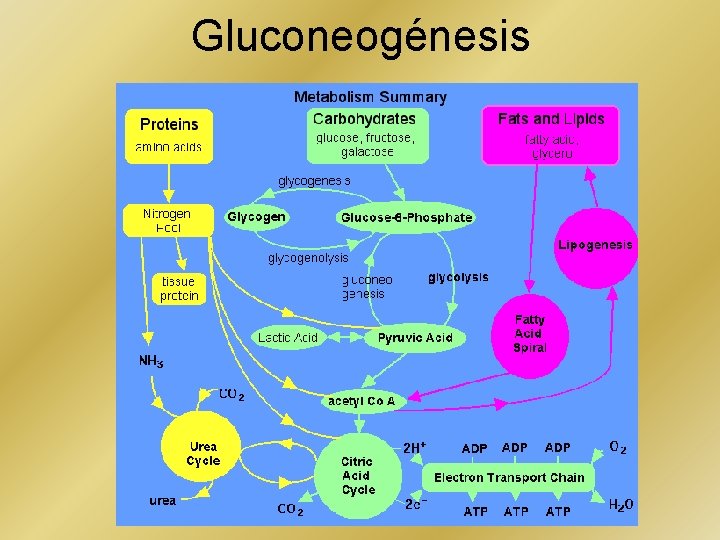 Gluconeogénesis 