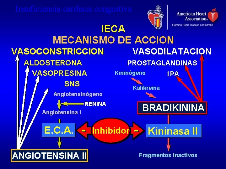 Insuficiencia cardiaca congestiva IECA MECANISMO DE ACCION VASOCONSTRICCION ALDOSTERONA VASOPRESINA SNS VASODILATACION PROSTAGLANDINAS Kininógeno