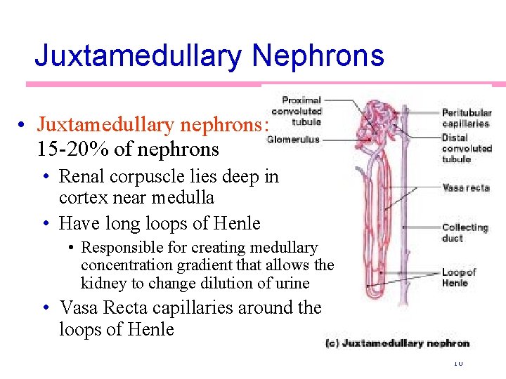 Juxtamedullary Nephrons • Juxtamedullary nephrons: 15 -20% of nephrons • Renal corpuscle lies deep Juxtamedullary Nephrons • Juxtamedullary nephrons: 15 -20% of nephrons • Renal corpuscle lies deep
