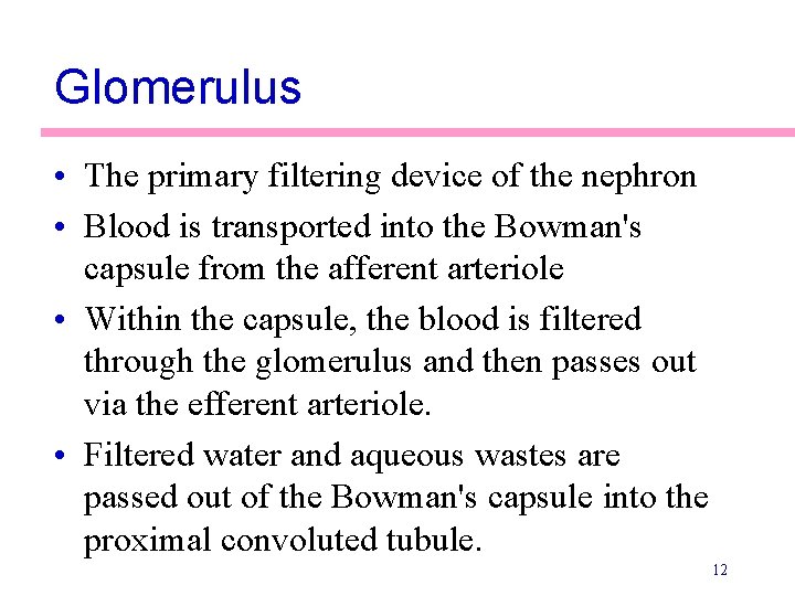 Glomerulus • The primary filtering device of the nephron • Blood is transported into Glomerulus • The primary filtering device of the nephron • Blood is transported into