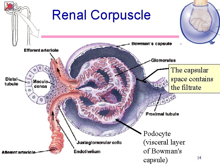 Renal Corpuscle The capsular space contains the filtrate Podocyte (visceral layer of Bowman's capsule) Renal Corpuscle The capsular space contains the filtrate Podocyte (visceral layer of Bowman's capsule)