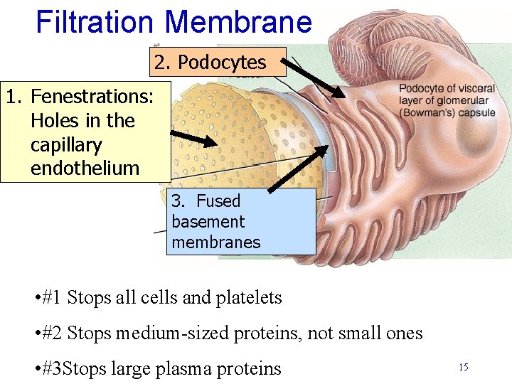 Filtration Membrane 2. Podocytes 1. Fenestrations: Holes in the capillary endothelium 3. Fused basement Filtration Membrane 2. Podocytes 1. Fenestrations: Holes in the capillary endothelium 3. Fused basement