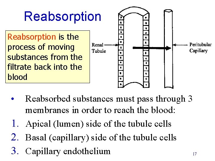 Reabsorption is the process of moving substances from the filtrate back into the blood Reabsorption is the process of moving substances from the filtrate back into the blood