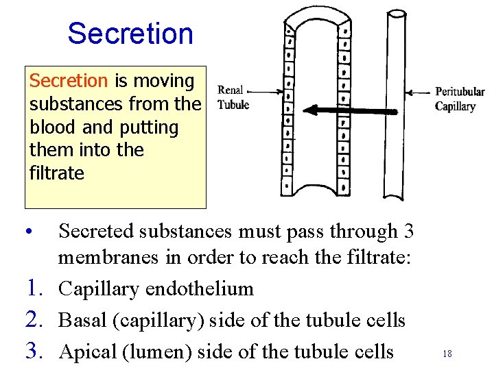 Secretion is moving substances from the blood and putting them into the filtrate • Secretion is moving substances from the blood and putting them into the filtrate •
