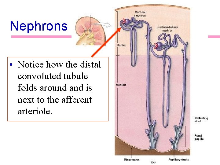 Nephrons • Notice how the distal convoluted tubule folds around and is next to Nephrons • Notice how the distal convoluted tubule folds around and is next to