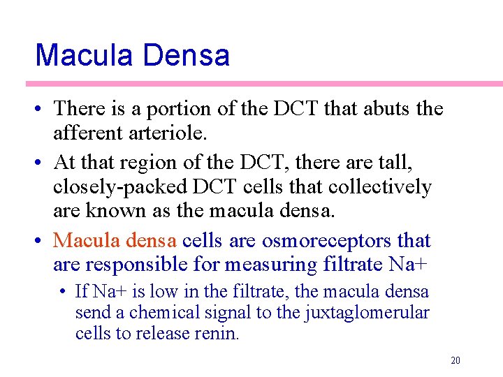 Macula Densa • There is a portion of the DCT that abuts the afferent Macula Densa • There is a portion of the DCT that abuts the afferent