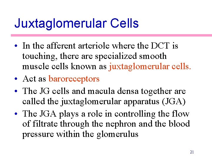 Juxtaglomerular Cells • In the afferent arteriole where the DCT is touching, there are Juxtaglomerular Cells • In the afferent arteriole where the DCT is touching, there are