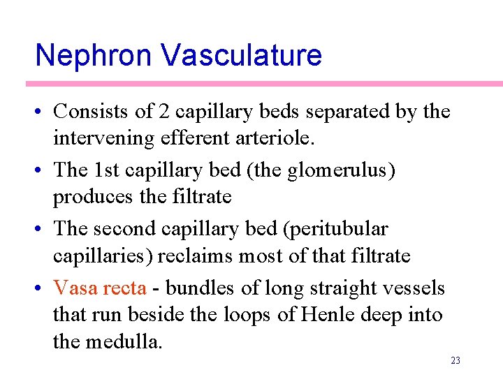 Nephron Vasculature • Consists of 2 capillary beds separated by the intervening efferent arteriole. Nephron Vasculature • Consists of 2 capillary beds separated by the intervening efferent arteriole.