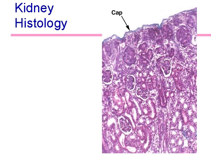Kidney Histology 25 Kidney Histology 25