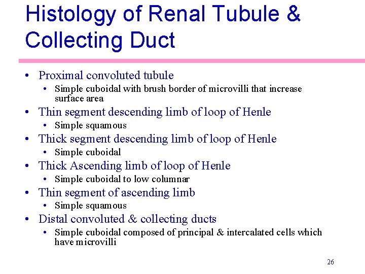 Histology of Renal Tubule & Collecting Duct • Proximal convoluted tubule • Simple cuboidal Histology of Renal Tubule & Collecting Duct • Proximal convoluted tubule • Simple cuboidal