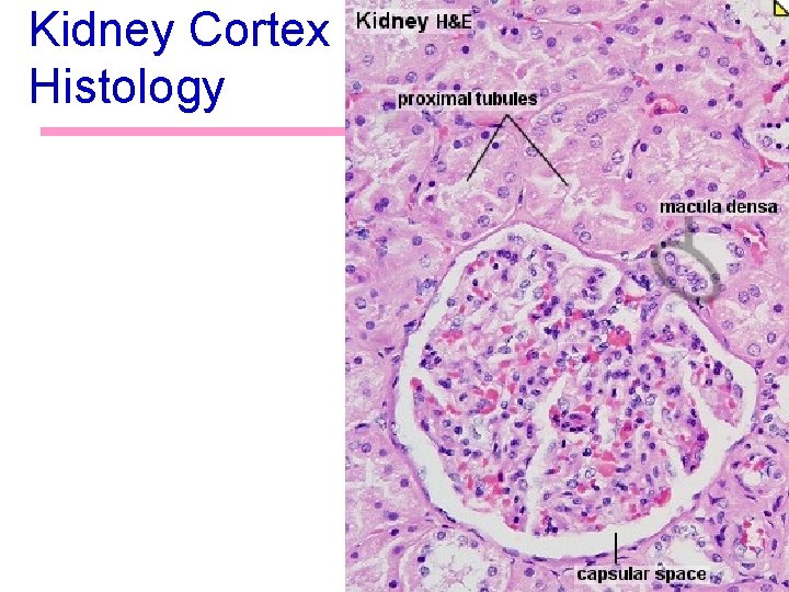Kidney Cortex Histology 29 Kidney Cortex Histology 29