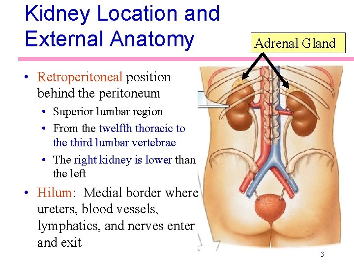 Kidney Location and External Anatomy Adrenal Gland • Retroperitoneal position behind the peritoneum • Kidney Location and External Anatomy Adrenal Gland • Retroperitoneal position behind the peritoneum •