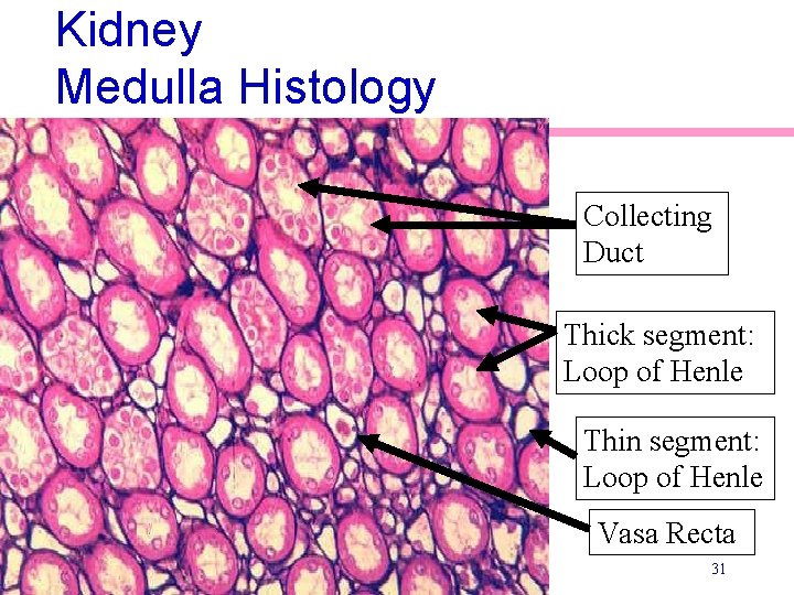 Kidney Medulla Histology Collecting Duct Thick segment: Loop of Henle Thin segment: Loop of Kidney Medulla Histology Collecting Duct Thick segment: Loop of Henle Thin segment: Loop of