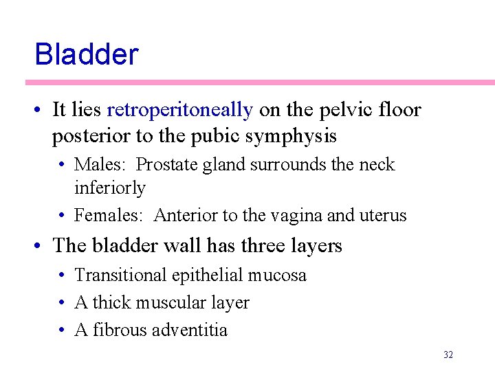 Bladder • It lies retroperitoneally on the pelvic floor posterior to the pubic symphysis Bladder • It lies retroperitoneally on the pelvic floor posterior to the pubic symphysis
