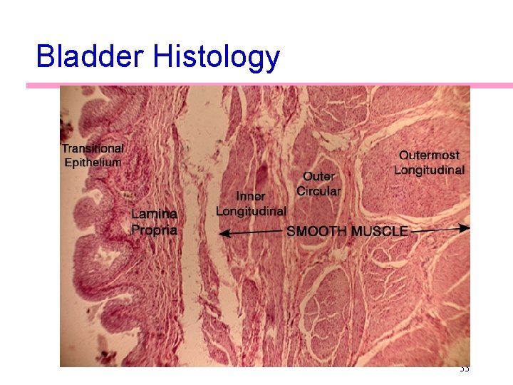 Bladder Histology 33 Bladder Histology 33