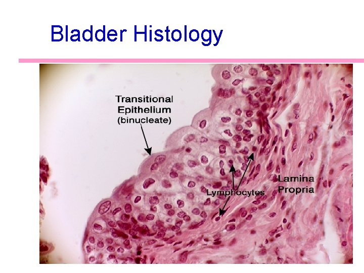Bladder Histology 34 Bladder Histology 34