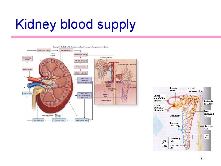 Kidney blood supply 5 Kidney blood supply 5