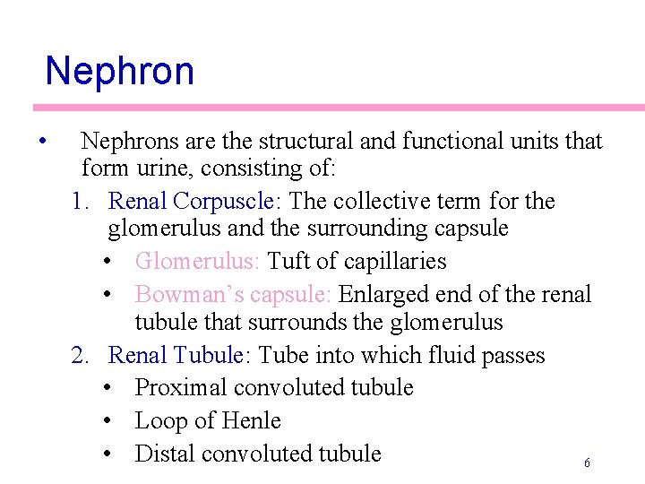 Nephron • Nephrons are the structural and functional units that form urine, consisting of: Nephron • Nephrons are the structural and functional units that form urine, consisting of: