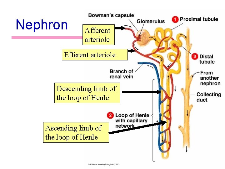 Nephron Afferent arteriole Efferent arteriole Descending limb of the loop of Henle Ascending limb Nephron Afferent arteriole Efferent arteriole Descending limb of the loop of Henle Ascending limb