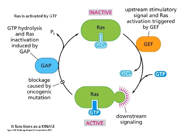 Ras is activated by GTP It functions as a KINASE 