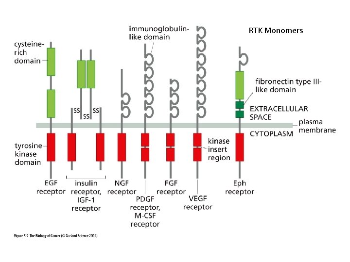 RTK Monomers 