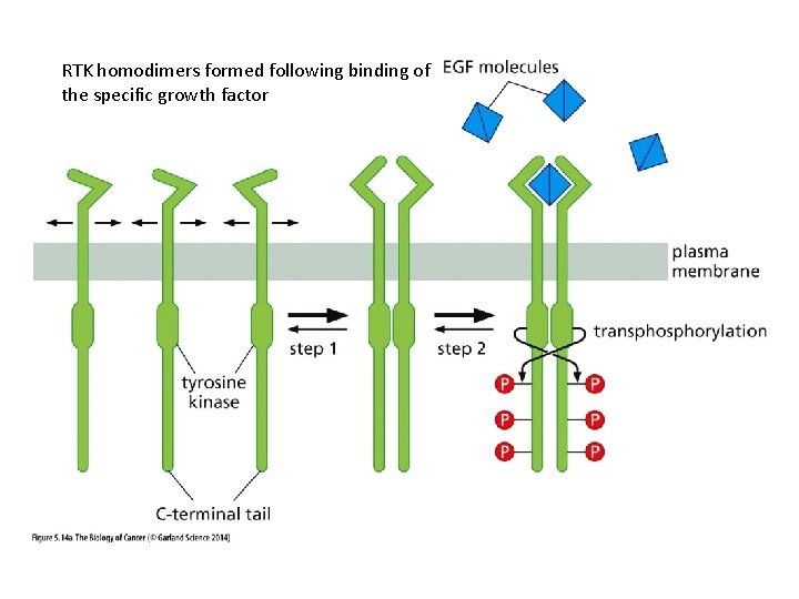 RTK homodimers formed following binding of the specific growth factor 