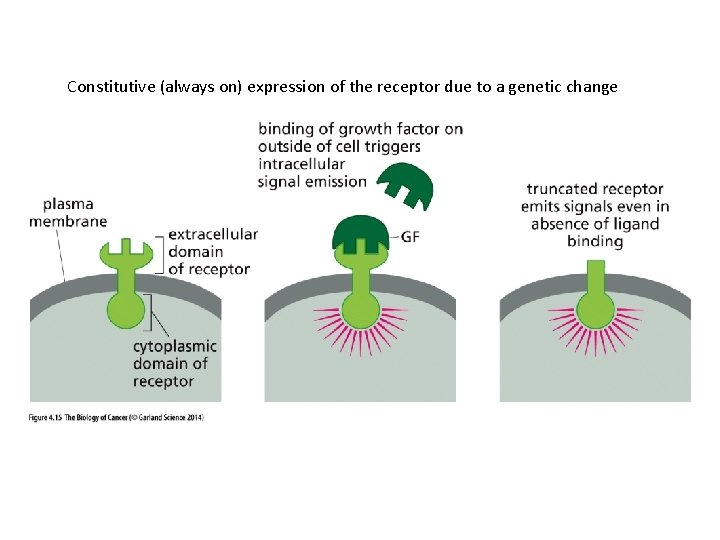 Constitutive (always on) expression of the receptor due to a genetic change 