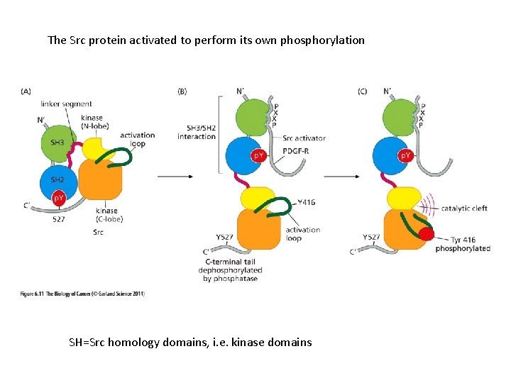 The Src protein activated to perform its own phosphorylation SH=Src homology domains, i. e.