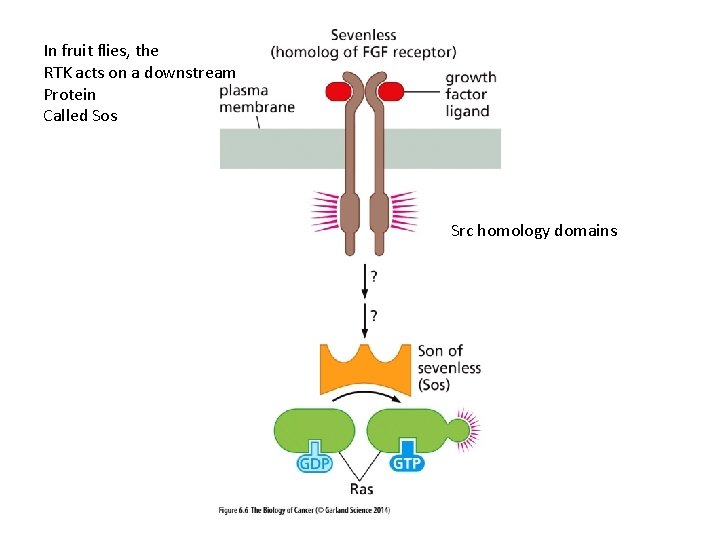 In fruit flies, the RTK acts on a downstream Protein Called Sos Src homology